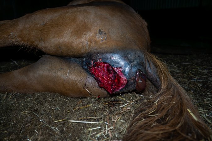 Dead mare with prolapse and wound.