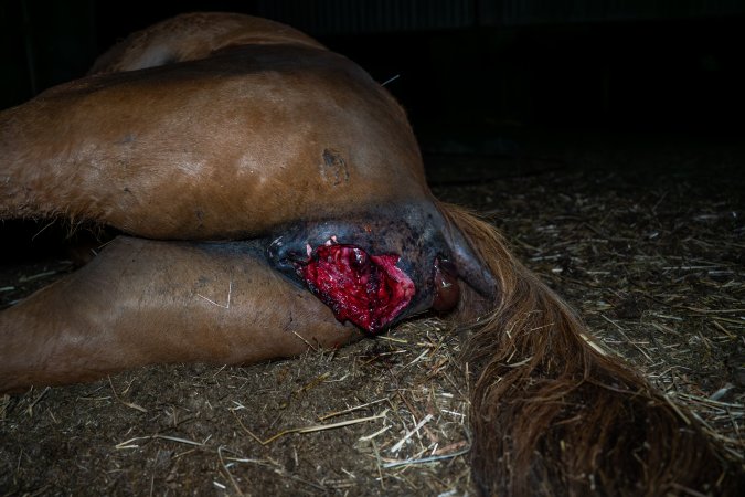 Dead mare with prolapse and wound.