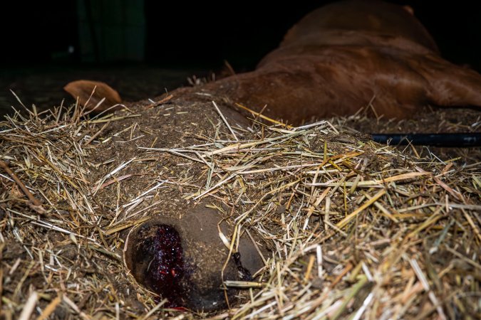 Dead mare - blood in nostrils