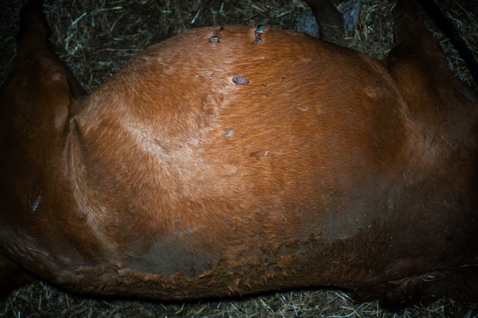Dead mare with stomach wounds