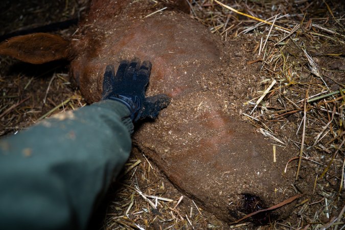 Investigator strokes the face of a dead mare