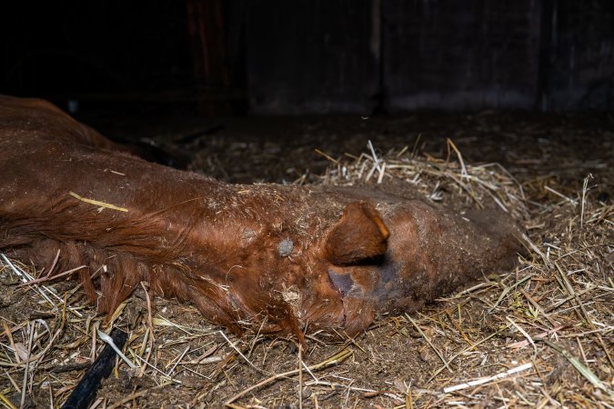 Dead mare - missing fur from neck