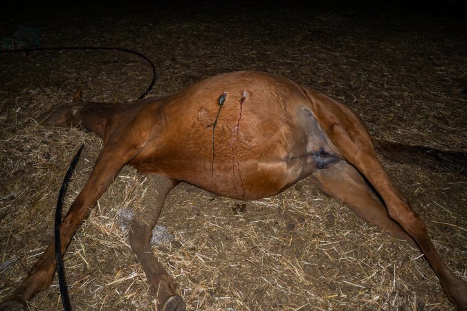 Dead mare with wounds on belly