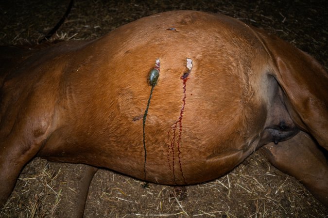 Dead mare with wounds on belly