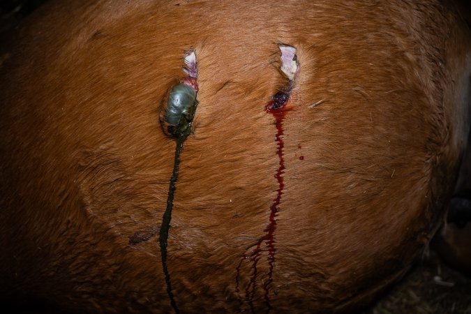 Dead mare with wounds on belly