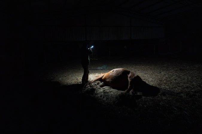 Investigator films a dead horse