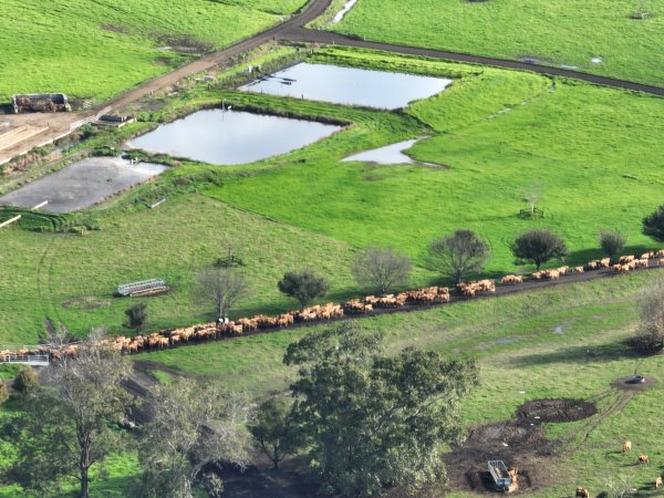 NSW Dairy Farms 2025