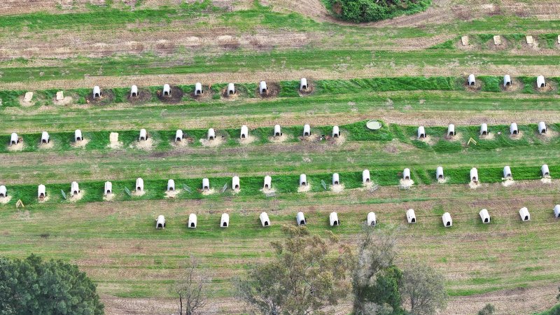 NSW Dairy Calf Crates - 2025