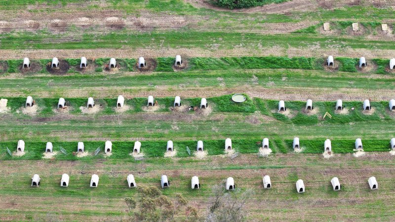 NSW Dairy Calf Crates - 2025
