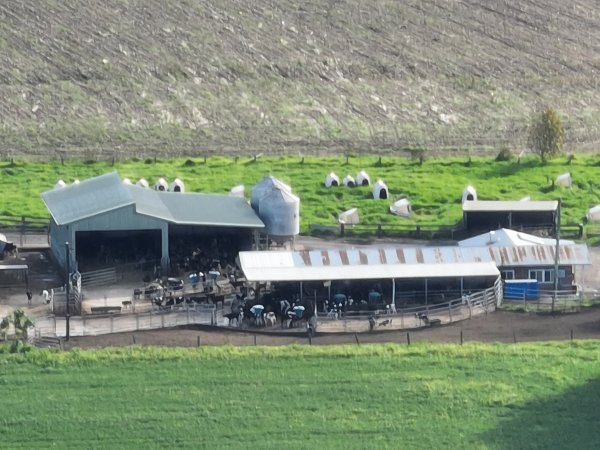 NSW Dairy farm and calf crates - 2025