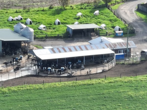 NSW Dairy farm and calf crates - 2025