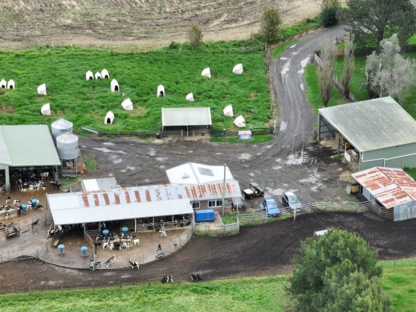 NSW Dairy farm and calf crates - 2025