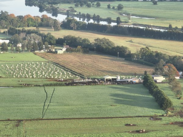 NSW Dairy farm and calf crates - 2025