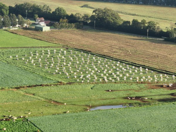NSW Dairy farm and calf crates - 2025