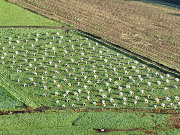 NSW Dairy farm and calf crates - 2025