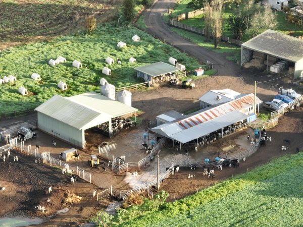 NSW Dairy farm and calf crates - 2025