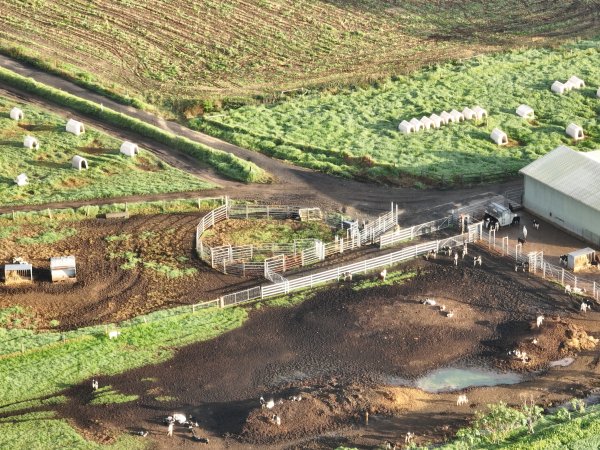 NSW Dairy farm and calf crates - 2025