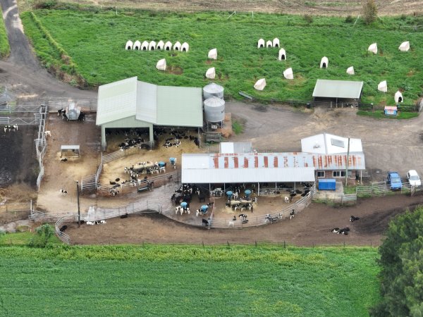 NSW Dairy farm and calf crates - 2025