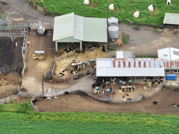 NSW Dairy farm and calf crates - 2025