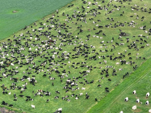 NSW Dairy farm and calf crates - 2025