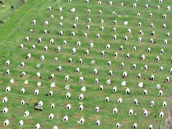 NSW Dairy farm and calf crates - 2025