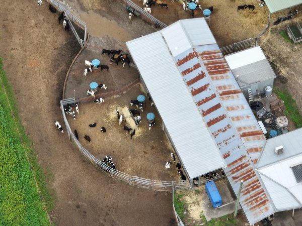 NSW Dairy farm and calf crates - 2025