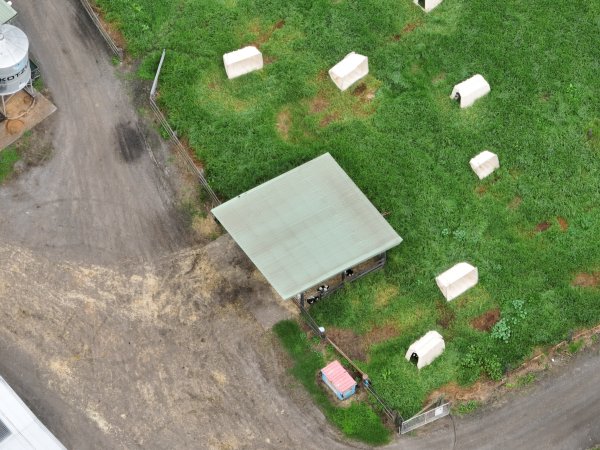 NSW Dairy farm and calf crates - 2025