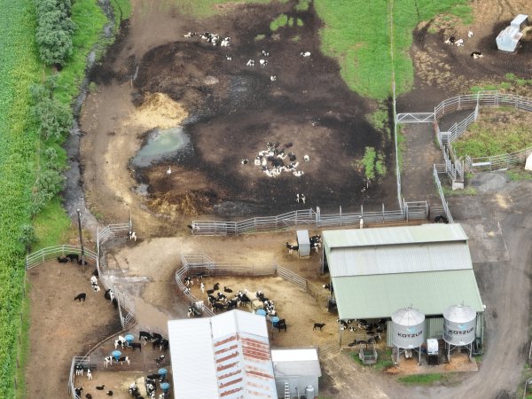 NSW Dairy farm and calf crates - 2025