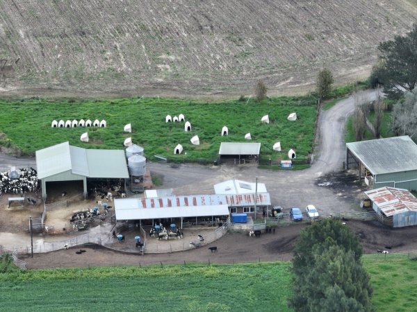 NSW Dairy farm and calf crates - 2025