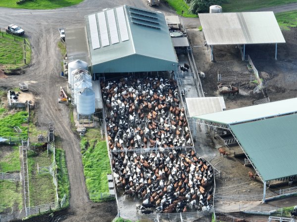 NSW Dairy Farms - 2025