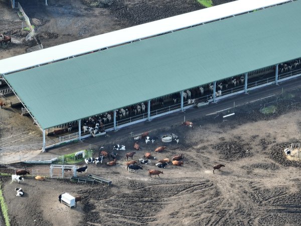 NSW Dairy Farms - 2025