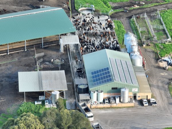 NSW Dairy Farms - 2025