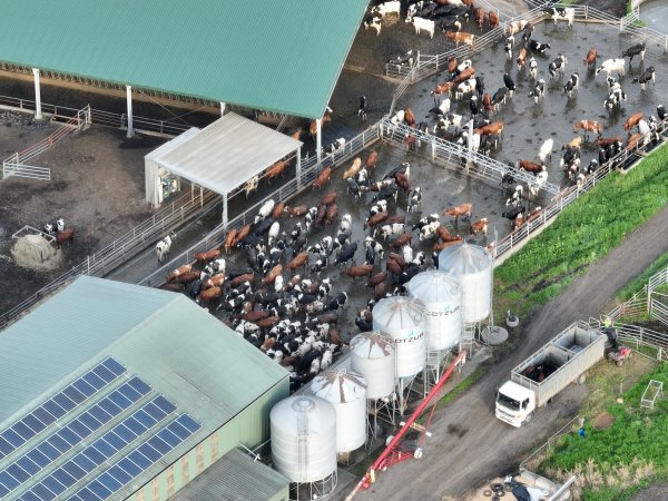 NSW Dairy Farms - 2025