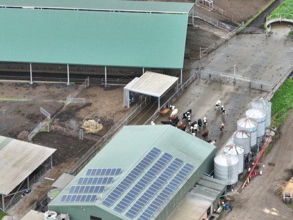 NSW Dairy Farms - 2025