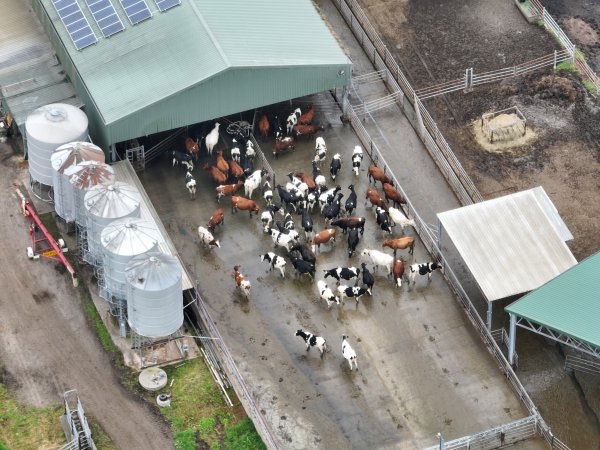 NSW Dairy Farms - 2025