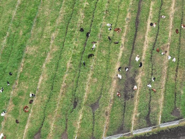 NSW Dairy Farms - 2025