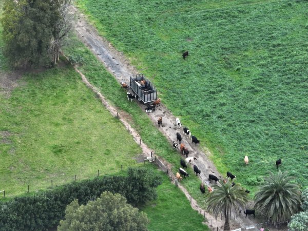 NSW Dairy Farms - 2025