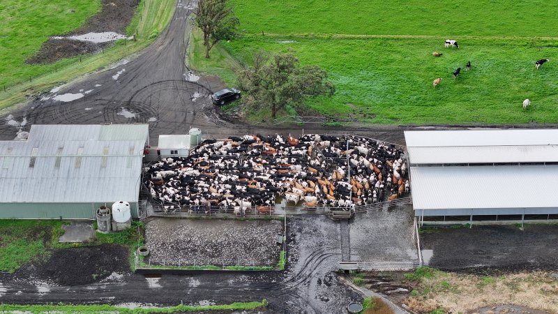 NSW Dairy farms - 2025