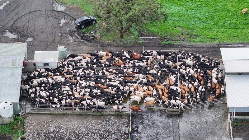 NSW Dairy farms - 2025