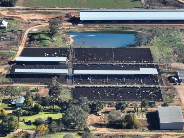 Drone - Dairy factory farm