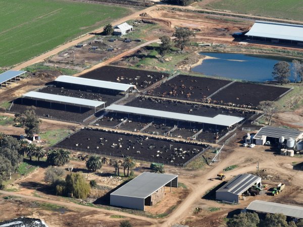 Drone - Dairy factory farm