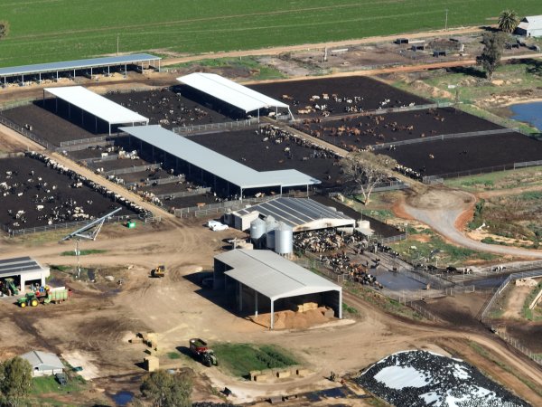 Drone - Dairy factory farm