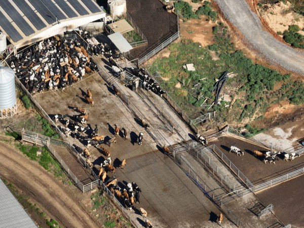 Drone - Dairy factory farm