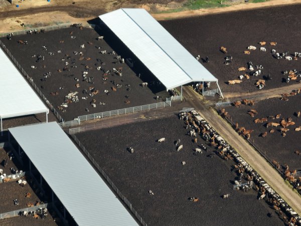 Drone - Dairy factory farm