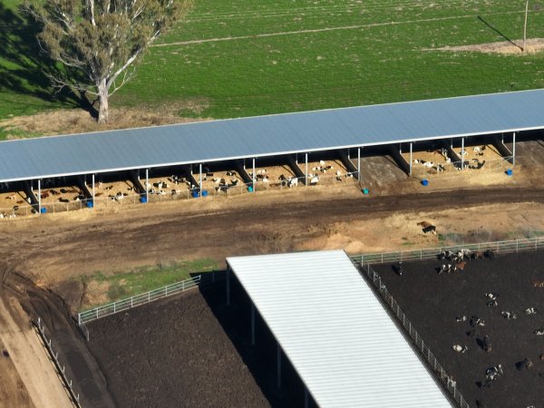 Drone - Dairy factory farm