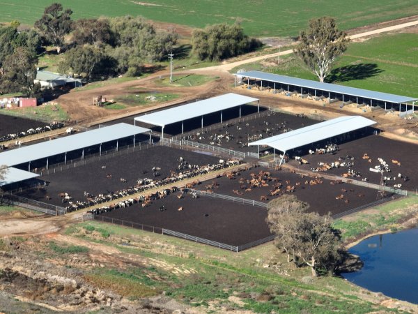 Drone - Dairy factory farm