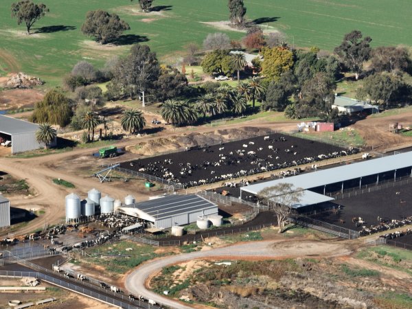 Drone - Dairy factory farm
