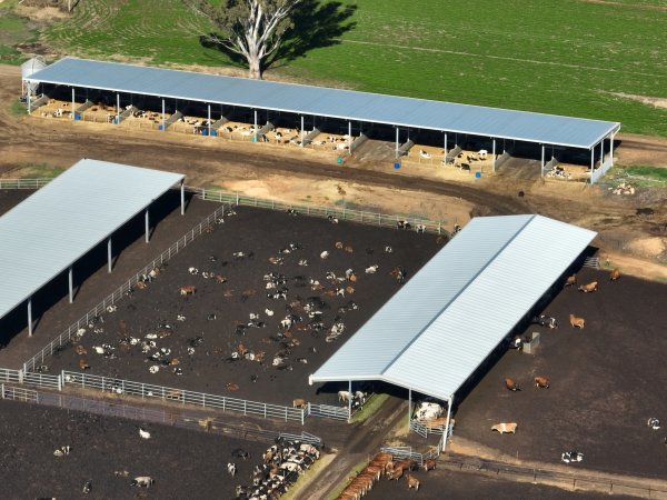 Drone - Dairy factory farm