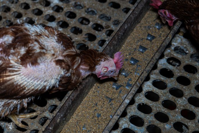 Hen with missing feathers from wings and head.