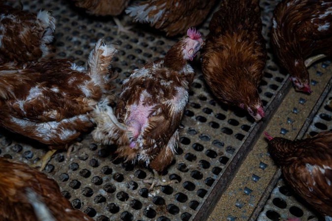 Hen with missing feathers from wings and head.